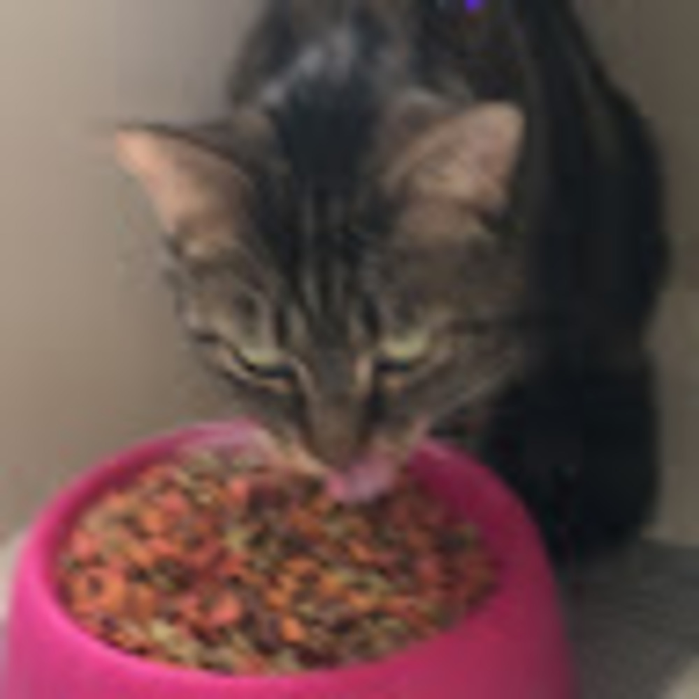 Meet your Posher, Ella